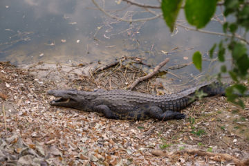 30.8.2019 - Das "Old Bridge" in Maun