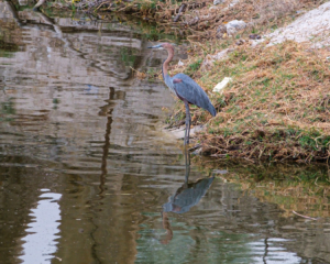 31.8.2019 - Wildlife im Old Bridge - Goliath Heron