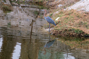 31.8.2019 - Wildlife im Old Bridge - Goliath Heron