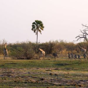 Afrika 2019 – Tiere & Landschaft Afrika 2019 – Tiere & Landschaft