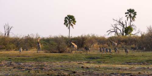 31.8.2019 - Kayak Tag 1, Evening Walk - Zebras und Giraffen