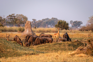 31.8.2019 - Kayak Tag 1, Evening Walk - Gnus und Red Lechwe