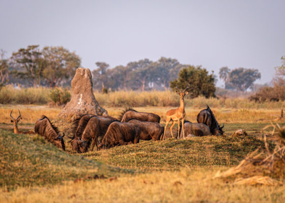 31.8.2019 - Kayak Tag 1, Evening Walk - Gnus und Red Lechwe