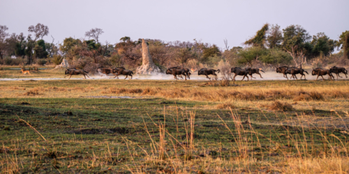 31.8.2019 - Kayak Tag 1, Evening Walk - Gnus und Red Lechwe