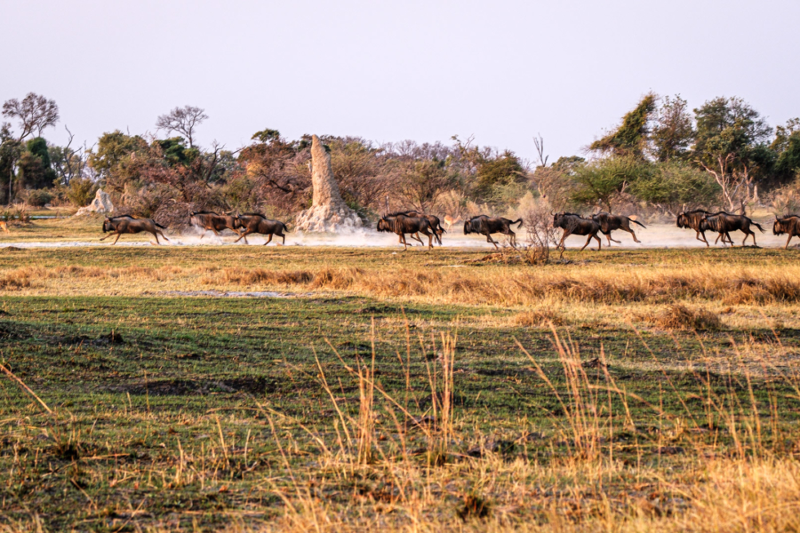 31.8.2019 - Kayak Tag 1, Evening Walk - Gnus und Lechwe