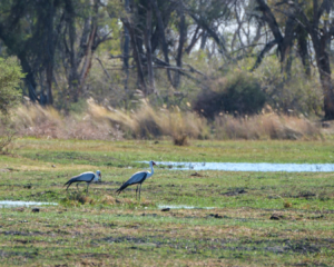 1.9.2019 - Kayak Tag 2, Morning Walk - Wattled Crane