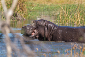 1.9.2019 - Kayak Tag 2, dieses Hippo zwang uns zum Aussteigen