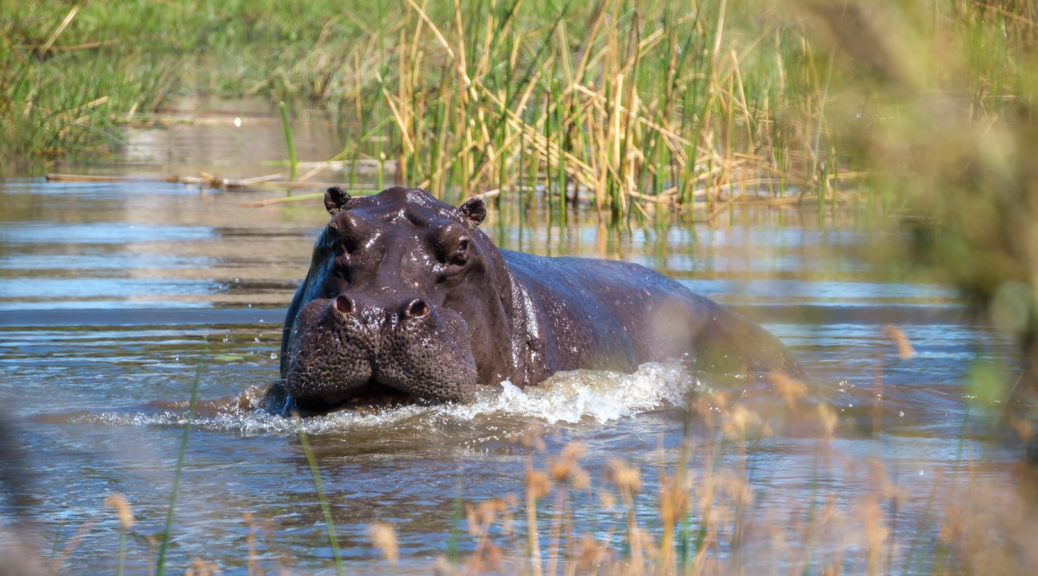 1.9.2019 - Kayak Tag 2, dieses Hippo zwang uns zum Aussteigen
