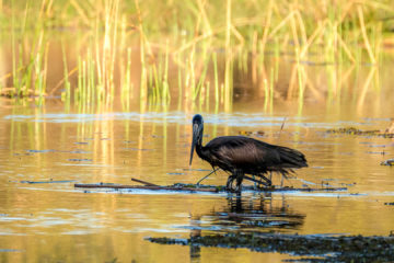 1.9.2019 - Kayak Tag 2, Evening Walk - Open-billed Stork