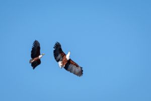 2.9.2019 - Kayak Tag 3, Morning Walk - African Fish Eagle im Balzflug