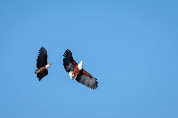 2.9.2019 - Kayak Tag 3, Morning Walk - African Fish Eagle im Balzflug
