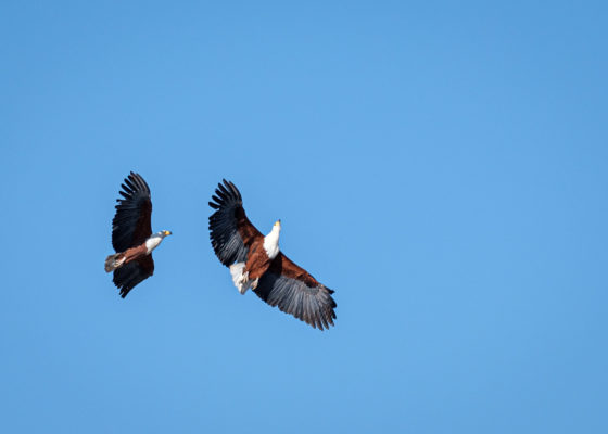 2.9.2019 - Kayak Tag 3, Morning Walk - African Fish Eagle im Balzflug