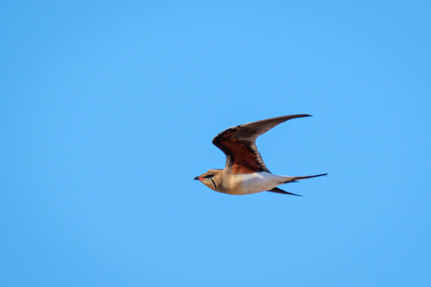 2.9.2019 - Kayak Tag 3, Morning Walk - Black-winged Pratincole