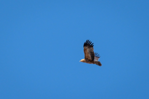 2.9.2019 - Kayak Tag 3, Morning Walk - Tawny Eagle