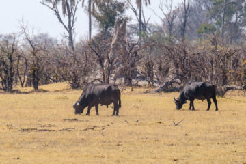 2.9.2019 - Kayak Tag 3, Morning Walk - African Buffalo