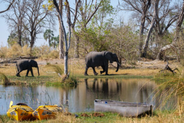 2.9.2019 - Kayak Tag 3, Elefantenbesuch beim Camp 3
