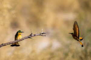 2.9.2019 - Kayak Tag 3 - Little Bee-eater