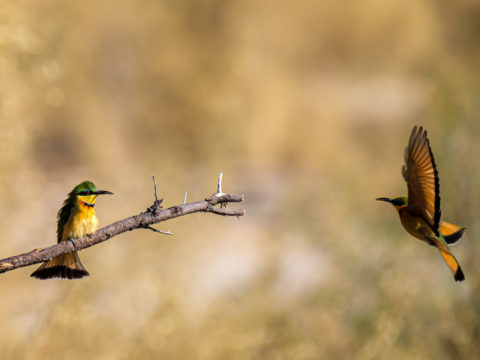2.9.2019 - Kayak Tag 3 - Little Bee-eater