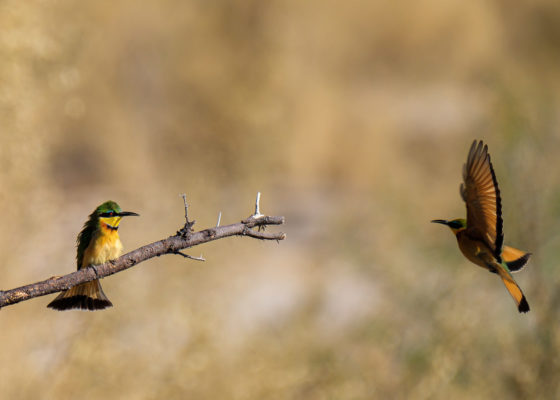 2.9.2019 - Kayak Tag 3 - Little Bee-eater