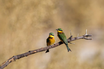2.9.2019 - Kayak Tag 3 - Little Bee-eater