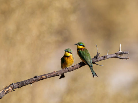 2.9.2019 - Kayak Tag 3 - Little Bee-eater