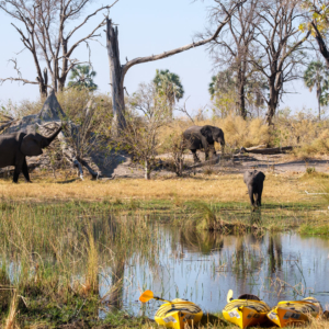 Afrika 2019 – Tierwelt, Elefanten Afrika 2019 – Tierwelt, Elefanten