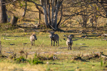 3.9.2019 - Kayak Tag 4, Morning Walk - Warthogs (Warzenschweine)