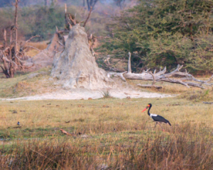 3.9.2019 - Kayak Tag 4, Evening Walk - Saddle-billed Stork