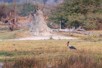 3.9.2019 - Kayak Tag 4, Evening Walk - Saddle-billed Stork