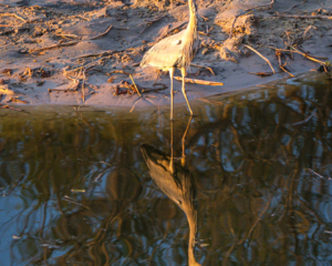 4.9.2019 - Ausklang im Old Bridge - Black-headed Heron