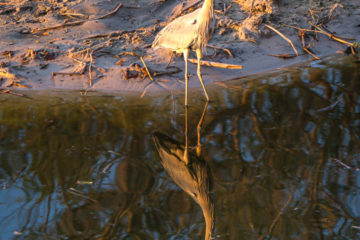 4.9.2019 - Ausklang im Old Bridge - Black-headed Heron