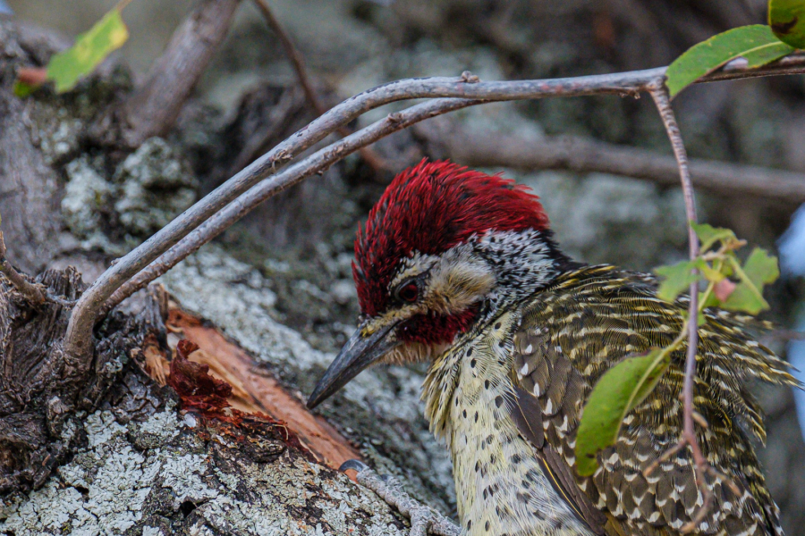 7.9.2019 - Moremi Xakanaxa, Spaziergang zur Bootramp - Bennett's Woodpecker