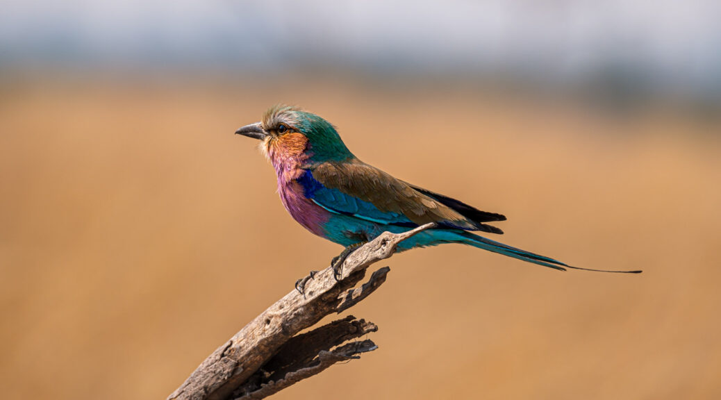 16.9.2019 - Nkasa Rupara NP - Lilac-breasted Roller