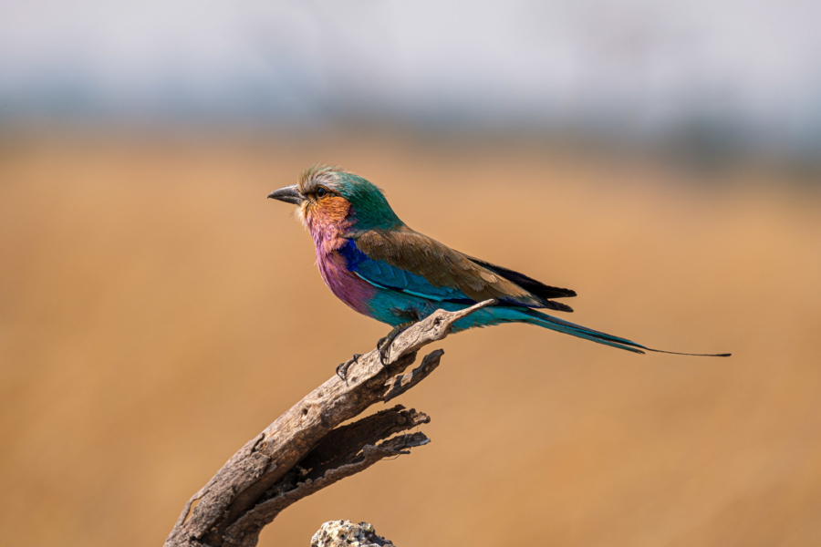 16.9.2019 - Nkasa Rupara NP - Lilac-breasted Roller