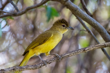 18.9.2019 - RiverDance Lodge - Yellow-bellied Greenbul