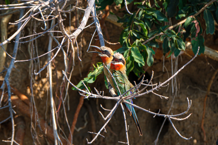 20.9.2019 - Boottransfer zur Xaro Lodge - White-fronted Bee-eater