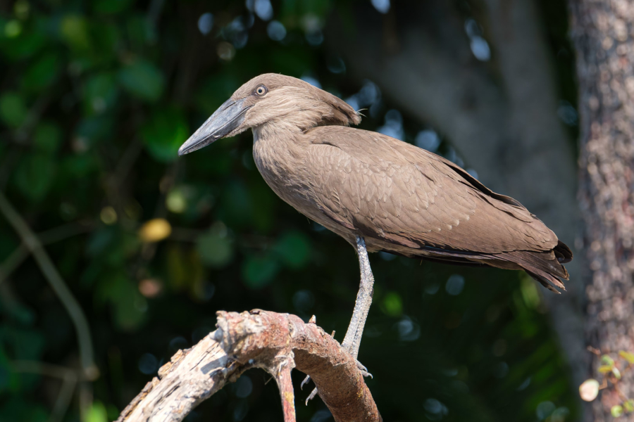 20.9.2019 - Boottransfer zur Xaro Lodge - Hamerkop