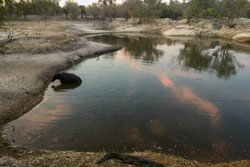 22.9.2019 - Old Bridge, Maun - "Unsere" Hippos und Crocs sind noch da :-)