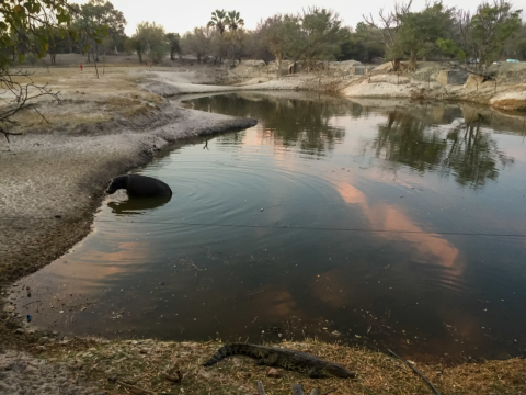 22.9.2019 - Old Bridge, Maun - &quot;Unsere&quot; Hippos und Crocs sind noch da :-)