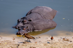 23.9.2019 - Old Bridge - Stillleben mit Hippo, Hamerkop, African Jacana