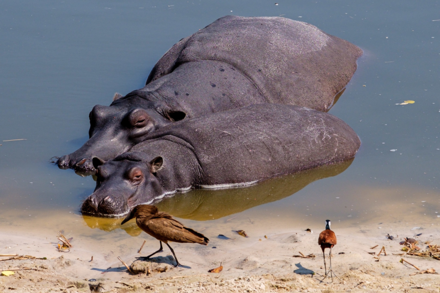 23.9.2019 - Old Bridge - Stillleben mit Hippo, Hamerkop, African Jacana