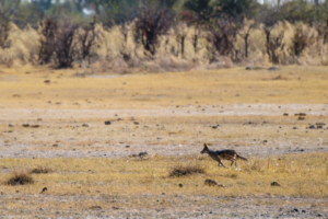 1.9.2019 - Kayak Tag 2, Morning Walk - Blacked-backed Jackal (Schabrackenschakal)