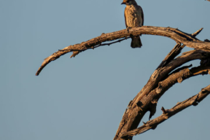 1.9.2019 - Kayak Tag 2, Evening Walk - Greater Honeyguide (female)