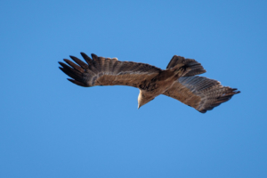 2.9.2019 - Kayak Tag 3, Morning Walk - Tawny Eagle