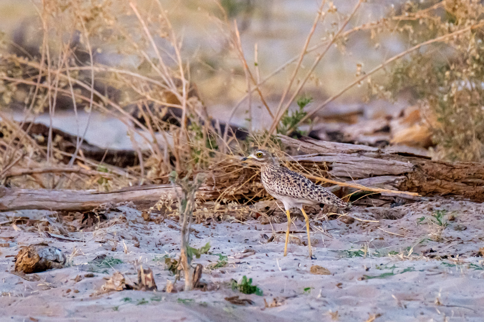 2.9.2019 - Kayak Tag 3, Evening Walk - Spotted Thick-knee