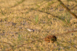 3.9.2019 - Kayak Tag 4, Evening Walk - White-browed Sparrow Weaver