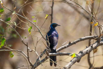 6.9.2019 - Moremi, Picknick in Mokutshomo - Burchell's Starling