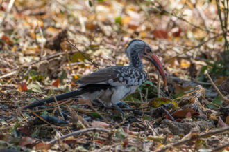 6.9.2019 - Moremi, Picknick in Mokutshomo - Red-billed Hornbill