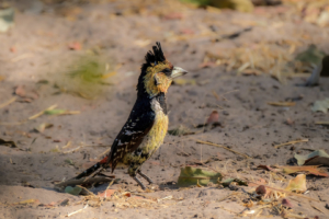 6.9.2019 - Moremi, Picknick in Mokutshomo - Crested Barbet