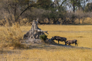 6.9.2019 - Moremi, Black Pools - Warthogs (Warzenschweine)